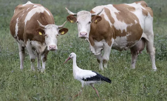 Two cows and a stork stand in the drizzle on a pasture in the Taunus, Germany, Monday, Sept. 9, 2024. (Boris Roessler/dpa via AP)