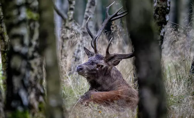 A fourteen-pointer rests in the forest as rutting time begins in the Taunus region in Frankfurt, Germany, Tuesday, Sept. 17, 2024. (AP Photo/Michael Probst)