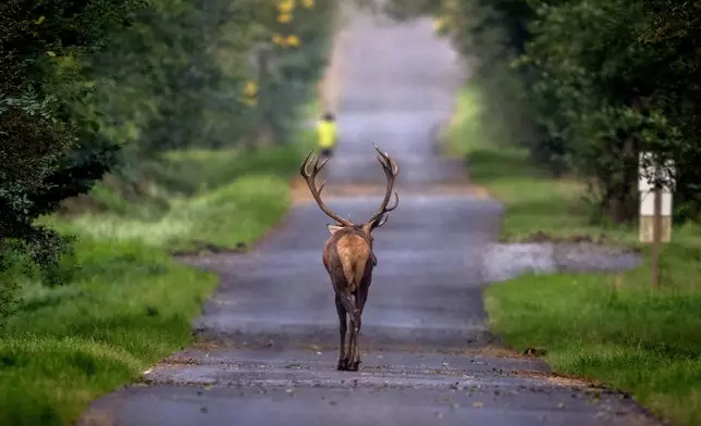 A deer walks on a road in the woods of the Taurus region near Frankfurt, Germany, Saturday, Sept. 28, 2024. (AP Photo/Michael Probst)