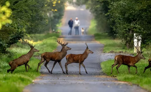 Deer cross a road in the woods of the Taurus region near Frankfurt, Germany, Saturday, Sept. 28, 2024. (AP Photo/Michael Probst)