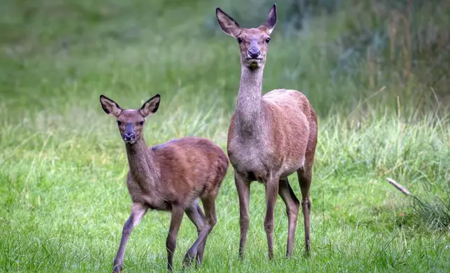 A fawn and its mother stand together in a forest of the Taunus region in Frankfurt, Germany, Tuesday, Sept. 17, 2024. (AP Photo/Michael Probst)