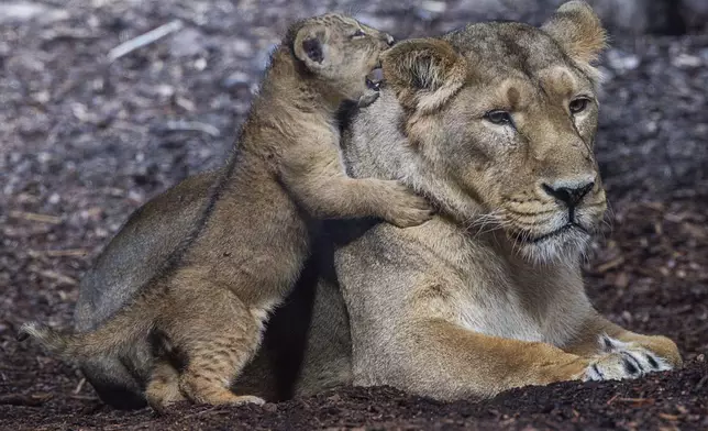 A lion cub, born on July 31, and mother "Indi" play in an area visible to zoo visitors for the first time, at Schwerin zoo, in Schwerin, Germany, Wednesday, Sept. 18, 2024. (Jens Büttner/dpa via AP)