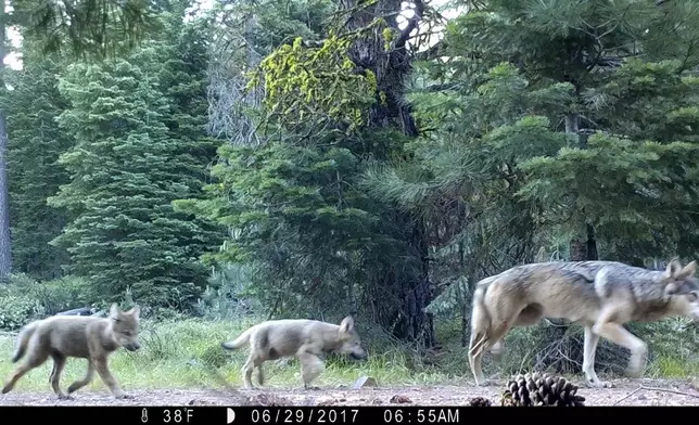 FILE - This remote camera image provided by the U.S. Forest Service shows a female gray wolf and two of the three pups born in 2017 in the wilds of Lassen National Forest in northern California on June 29, 2017. (U.S. Forest Service via AP, File)