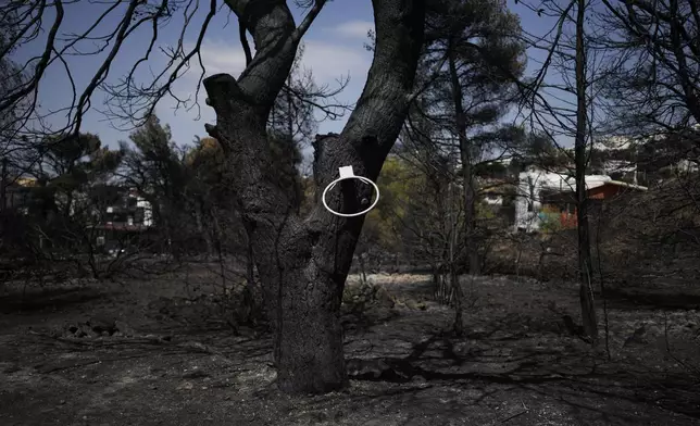 A basketball rim remains on a blackened tree, which had been burned in a mid-August wildfire, in Halandri suburb in northern Athens, Sunday, Aug. 25, 2024. (AP Photo/Thanassis Stavrakis)