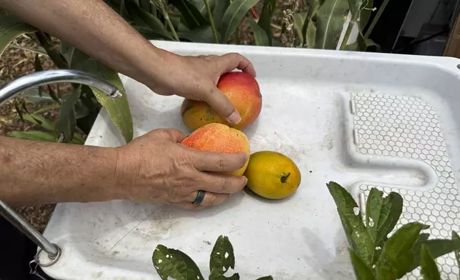 Eddy Garcia places mangoes from his farm in a sink in Lahaina, Hawaii on Thursday, July 18, 2024. (AP Photo/Jennifer Sinco Kelleher)