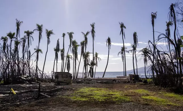 FILE - Wilted palm trees line a destroyed property, Friday, Dec. 8, 2023, in Lahaina, Hawaii. (AP Photo/Lindsey Wasson, File)