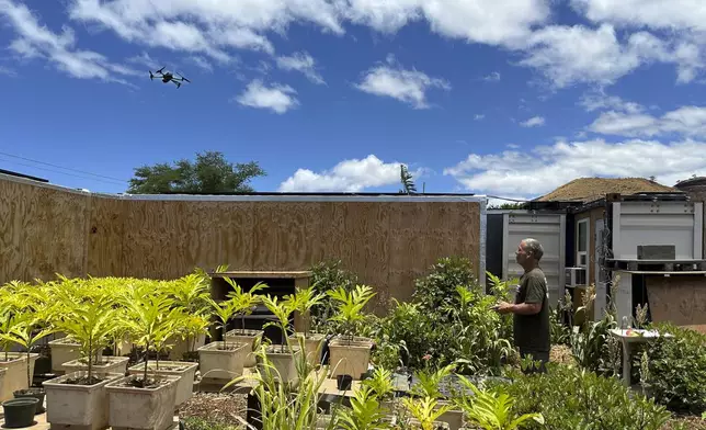 Eddy Garcia lands a drone on his farm in Lahaina, Hawaii on Thursday, July 18, 2024, after using it to check on a nearby dump site where debris is being stored from last year's fire. (AP Photo/Jennifer Sinco Kelleher)