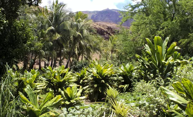 Ti leaf and pineapples are among the plans that grow on Eddy Garcia's farm in Lahaina, Hawaii on Thursday, July 18 2024. (AP Photo/Jennifer Sinco Kelleher)