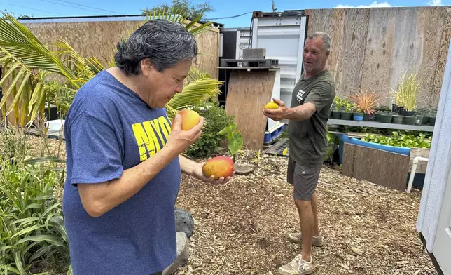 Hinano Rodrigues, left, sniffs a mango from farmer Eddy Garcia, right, in Lahaina, Hawaii on Thursday, July 18, 2024. Rodrigues and Garcia are concerned about debris from last year's deadly fire being store in Olowalu, which they say is a culturally and environmentally sensitive community. (AP Photo/Jennifer Sinco Kelleher)