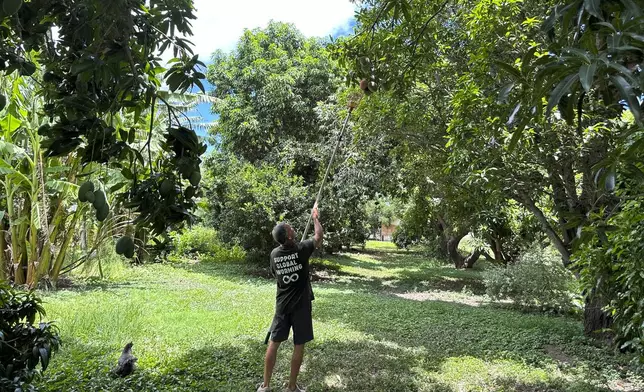 Eddy Garcia uses a mango picker to pluck a mango from a tree on his farm in Lahaina, Hawaii on Thursday, July 18, 2024. (AP Photo/Jennifer Sinco Kelleher)