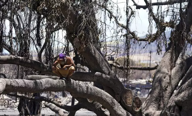 FILE - A man reacts as he sits on the Lahaina historic banyan tree damaged by a wildfire on Friday, Aug. 11, 2023, in Lahaina, Hawaii. (AP Photo/Rick Bowmer, File)