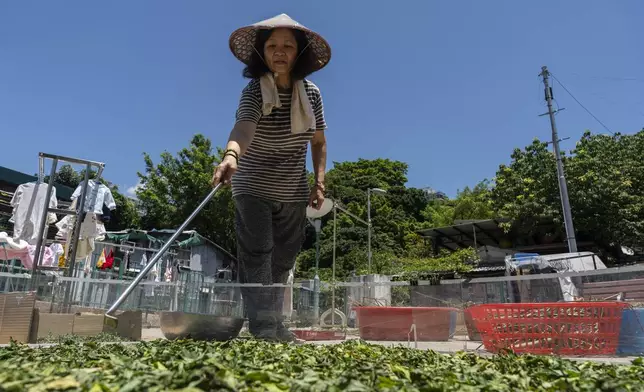 Villager Chan Shun-hong dries her harvested vegetables at the Cha Kwo Ling Village in Hong Kong, Sunday, Aug. 25, 2024. (AP Photo/Chan Long Hei)