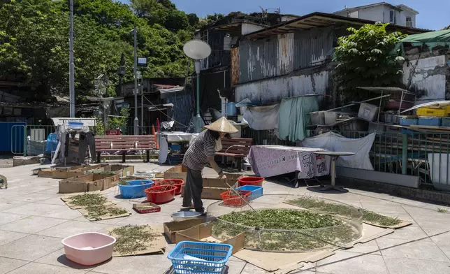 Villager Chan Shun-hong dries her harvested vegetables at the Cha Kwo Ling Village in Hong Kong, Sunday, Aug. 25, 2024. (AP Photo/Chan Long Hei)