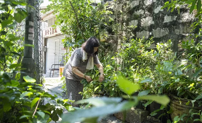 Villager Chan Shun-hong tends to her vegetables at the Cha Kwo Ling Village in Hong Kong, Sunday, Aug. 25, 2024. (AP Photo/Chan Long Hei)