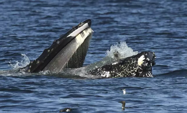 This photo provided by Blue Kingdom Whale and Wildfire Tours shows a seal in the mouth of a humpback whale on Thursday, Sept. 12, 2024, in the waters off of Anacortes, Wash. (Brooke Casanova/Blue Kingdom Whale and Wildfire Tours via AP)