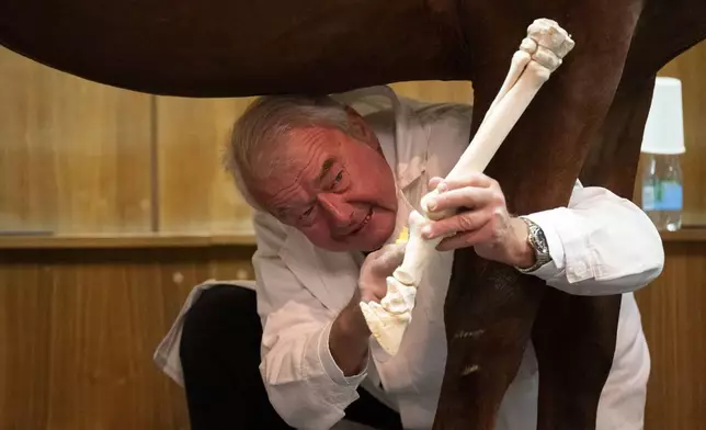 Dr. Peter Sotonyi, rector of the University of Veterinary Medicine in Budapest, Hungary, gives an anatomy lecture for first-year students, showing bones located in the body of a live horse, Monday, Sept 9. 2024. (AP Photo/Denes Erdos)