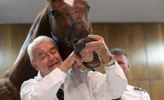 Dr. Peter Sotonyi, rector of the University of Veterinary Medicine in Budapest, Hungary, shows the tongue of a horse during an anatomy lecture for first-year students, using a live horse, Monday, Sept 9. 2024. (AP Photo/Denes Erdos)