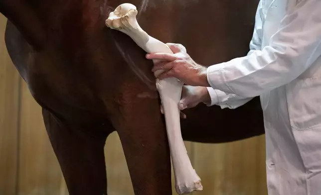 Dr. Peter Sotonyi, rector of the University of Veterinary Medicine in Budapest, Hungary, gives an anatomy lecture for first-year students, showing bones located in the body of a live horse, Monday, Sept 9. 2024. (AP Photo/Denes Erdos)