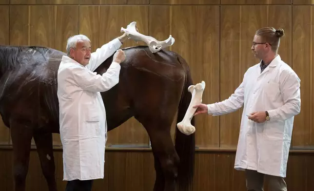 Dr. Peter Sotonyi, rector of the University of Veterinary Medicine in Budapest, Hungary, gives an anatomy lecture for first-year students, showing bones located in the body of a live horse, Monday, Sept 9. 2024. (AP Photo/Denes Erdos)