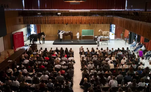 Dr. Peter Sotonyi, rector of the University of Veterinary Medicine in Budapest, Hungary, gives an anatomy lecture for first-year students, using chalk to mark the body of live horses, Monday, Sept 9. 2024. (AP Photo/Denes Erdos)