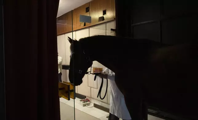 A horse enters a lecture hall at the University of Veterinary Medicine in Budapest, where Dr. Peter Sotonyi, rector of the University gives an anatomy lecture for first-year students, using chalk to mark the body of live horses, Monday, Sept 9. 2024. (AP Photo/Denes Erdos)