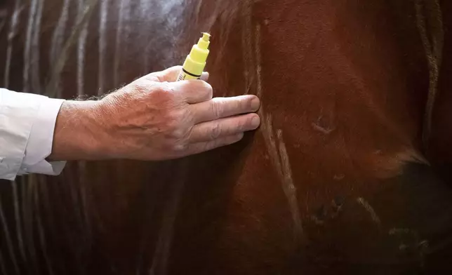 Dr. Peter Sotonyi, rector of the University of Veterinary Medicine in Budapest, Hungary, gives an anatomy lecture for first-year students, using chalk to mark the body of live horses, Monday, Sept 9. 2024. (AP Photo/Denes Erdos)