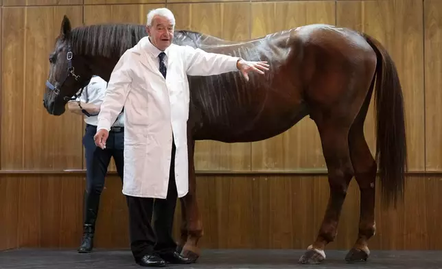 Dr. Peter Sotonyi, rector of the University of Veterinary Medicine in Budapest, Hungary, gives an anatomy lecture for first-year students, using chalk to mark the body of live horses, Monday, Sept 9. 2024. (AP Photo/Denes Erdos)