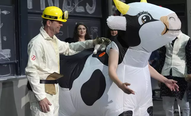 A performer places a stuffed toy cat on an inflatable cow, Thursday, Sept. 12, 2024, to demonstrate exploding a paper bag next to a cat that's standing on the back of a cow, to explore how and when cows spew their milk, at the Ig Nobel Prize ceremony on the campus of Massachusetts Institute of Technology, in Cambridge, Mass. (AP Photo/Steven Senne)