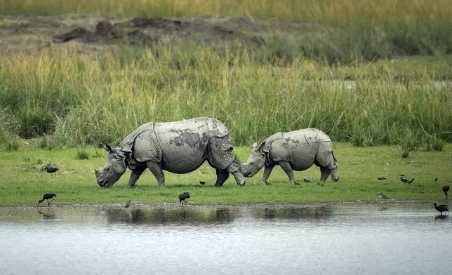 A one horned rhinoceros and its calf graze in Pobitora wildlife sanctuary on the outskirts of Guwahati, India, Wednesday, Sept. 25, 2024. (AP Photo/Anupam Nath)