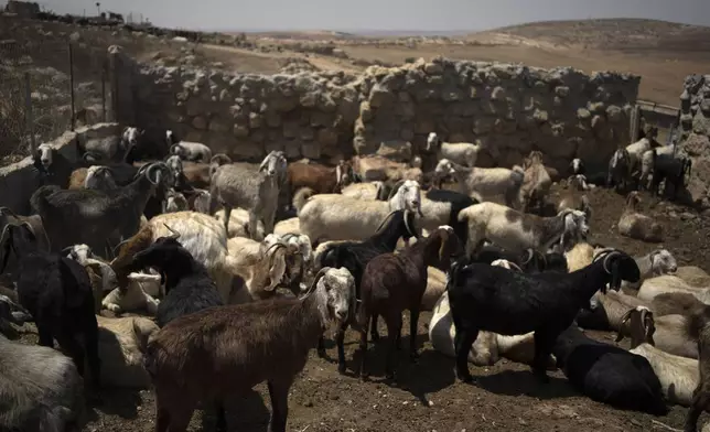 Goats stand in the midday sun, in the West Bank village of Khirbet Zanuta, Tuesday, Aug. 27, 2024. A small handful of the community's residents have returned here under court order after settlers drove them out. They are not permitted to build anything, including shelter for their animals. (AP Photo/Maya Alleruzzo)