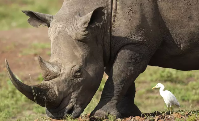 FILE - A black rhino, on the Red List of Threatened Species according to IUCN (International Union for Conservation of Nature), eats grass at Nairobi National Park, on the outskirts of Nairobi, on Wednesday, Jan. 31, 2024 in Nairobi, Kenya. (AP Photo/Brian Inganga, File)