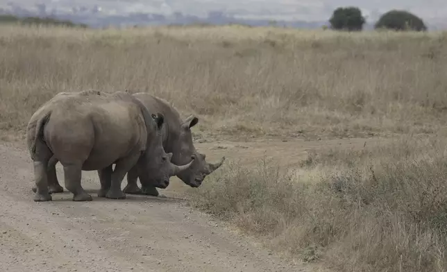 Rhinos, on the Red List of Threatened Species according to IUCN (International Union Conservation Of Nature), are seen at Nairobi National Park, on the outskirts of Nairobi, Kenya, Wednesday, Sept. 18, 2024. (AP Photo/Andrew Kasuku)