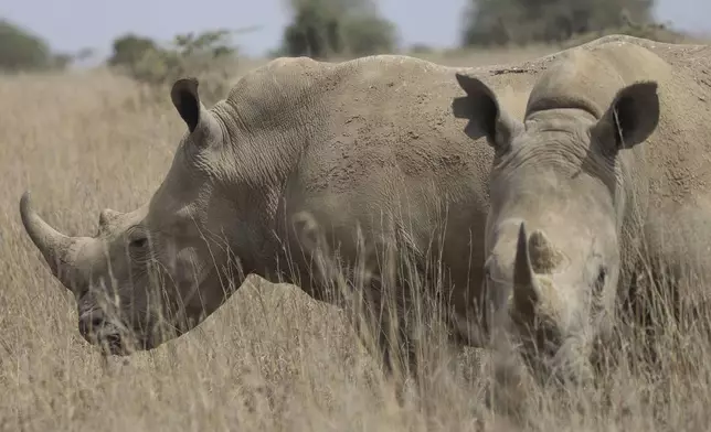 Rhinos, on the Red List of Threatened Species according to IUCN (International Union Conservation Of Nature), are seen at Nairobi National Park, on the outskirts of Nairobi, Kenya, Wednesday, Sept. 18, 2024. (AP Photo/Andrew Kasuku)