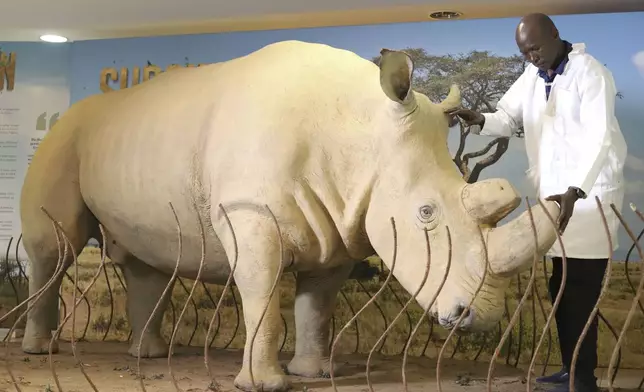 National Museums of Kenya research scientist Bernard Agwanda, inspects the taxidermy of last male northern white rhino, known as 'Sudan' at National Museums of Kenya, on the outskirts of Nairobi, Kenya, Wednesday, Sept. 18, 2024. (AP Photo/Andrew Kasuku)