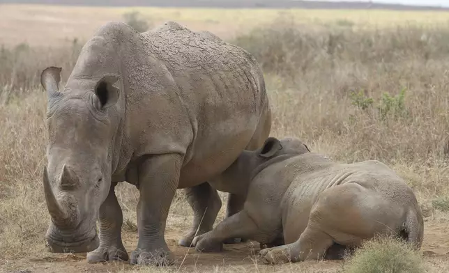 A rhino and its calf, on the Red List of Threatened Species according to IUCN (International Union Conservation Of Nature), are seen at Nairobi National Park, on the outskirts of Nairobi, Kenya, Wednesday, Sept. 18, 2024. (AP Photo/Andrew Kasuku)