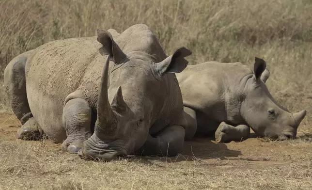 A rhino and its calf, on the Red List of Threatened Species according to IUCN (International Union Conservation Of Nature), are seen at Nairobi National Park, on the outskirts of Nairobi, Kenya, Wednesday, Sept. 18, 2024. (AP Photo/Andrew Kasuku)