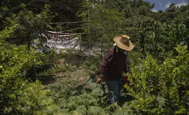 Clemente Rodriguez, whose son Christian is one of 43 missing students from the Raúl Isidro Burgos Rural Normal School attends his corn crop in Tixtla, Guerrero state, Mexico, Saturday, Aug. 24, 2024. (AP Photo/Felix Marquez)