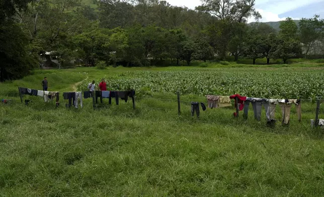 Students' clothes hang to dry in a field at the Raúl Isidro Burgos Rural Normal School in Ayotzinapa, Guerrero state, Mexico, Monday, Aug. 19, 2024. (AP Photo/Marco Ugarte)