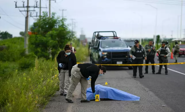 Crime scene investigators work at the site where a body was found lying on the side of a road in Culiacan, Sinaloa state, Mexico, Saturday, Sept. 21, 2024. (AP Photo/Eduardo Verdugo)