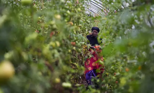 Farmer Alsi Yussuf, a refugee from Somalia, carries freshly picked tomatoes while harvesting vegetables for a community share program at Fresh Start Farm, Aug. 19, 2024, in Dunbarton, N.H. (AP Photo/Charles Krupa)