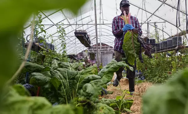 Farmer Sylvain Bukasa, a refugee from Democratic Republic of the Congo, harvests chard at his greenhouse at Fresh Start Farm, Aug. 19, 2024, in Dunbarton, N.H. (AP Photo/Charles Krupa)