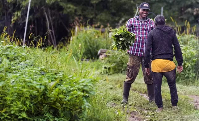 Farmer Sylvain Bukasa, a refugee from Democratic Republic of the Congo, chats with a fellow farmer Khamis Khamis, a refugee from Somalia, while harvesting vegetables at Fresh Start Farm, Aug. 19, 2024, in Dunbarton, N.H. (AP Photo/Charles Krupa)