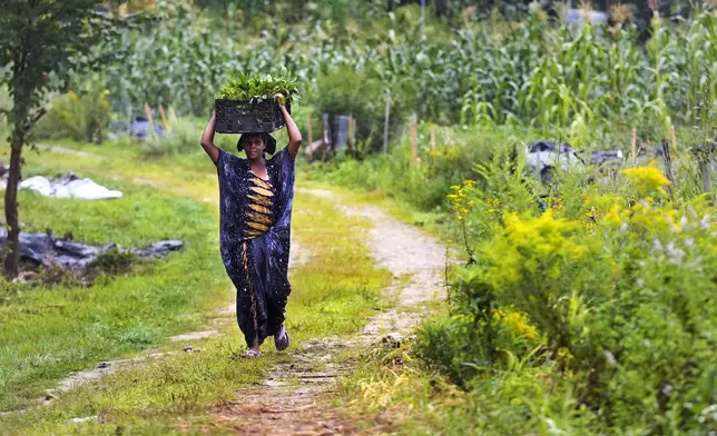 Farmer Khadija Aliow, a refugee from Somali, carries vegetables grown on her plot to be cleaned and packaged at Fresh Start Farm, Aug. 19, 2024, in Dunbarton, N.H. (AP Photo/Charles Krupa)