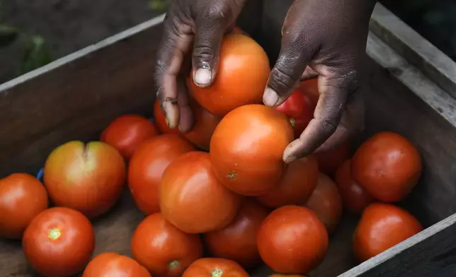 Farmer Alsi Yussuf, a refugee from Somalia, places freshly picked tomatoes from her greenhouse into a carrying box before they are cleaned and packaged at Fresh Start Farm, Aug. 19, 2024, in Dunbarton, N.H. (AP Photo/Charles Krupa)