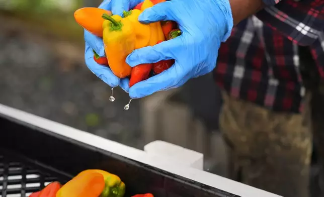 Farmer Sylvain Bukasa, a refugee from Democratic Republic of the Congo, takes freshly harvested peppers out of a cleaning tub to be air dried prior to packaging at Fresh Start Farm, Aug. 19, 2024, in Dunbarton, N.H. (AP Photo/Charles Krupa)