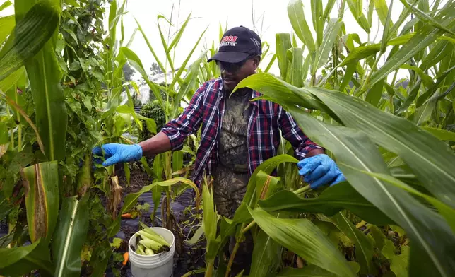 Farmer Sylvain Bukasa, a refugee from Democratic Republic of the Congo, harvests corn on his plot at Fresh Start Farm, Aug. 19, 2024, in Dunbarton, N.H. (AP Photo/Charles Krupa)