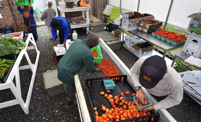 Refugee farmers and program staff sort and package vegetables picked earlier in the morning at Fresh Start Farm, Aug. 19, 2024, in Dunbarton, N.H. (AP Photo/Charles Krupa)