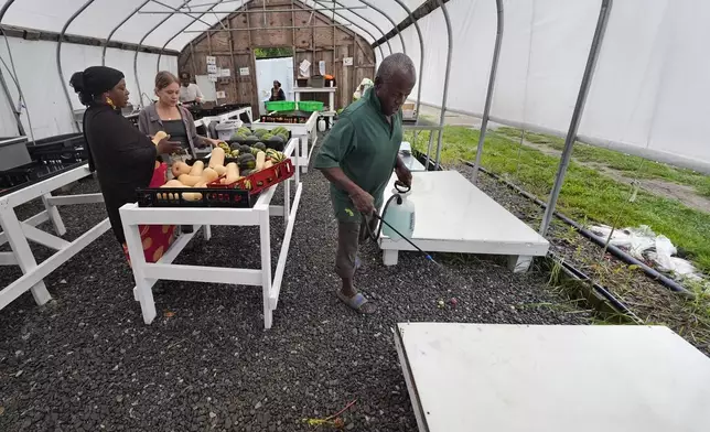 A packing platform is sanitized as harvested vegetables begin to arrive at a processing greenhouse at Fresh Start Farm, Aug. 19, 2024, in Dunbarton, N.H. (AP Photo/Charles Krupa)