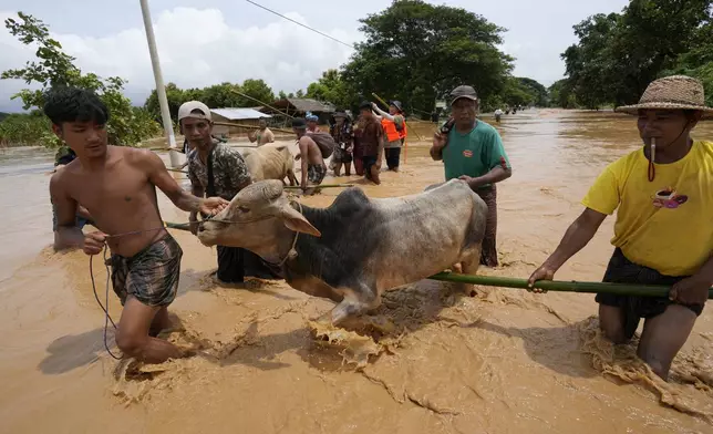 Local residents wade through water with their cows in Naypyitaw, Myanmar, Saturday, Sept. 14, 2024. (AP Photo/Aung Shine Oo)