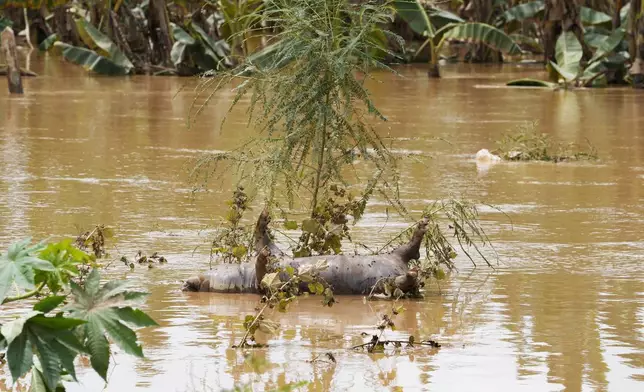 A dead pig floats on a flooded road in Naypyitaw, Myanmar, Saturday, Sept. 14, 2024. (AP Photo/Aung Shine Oo)